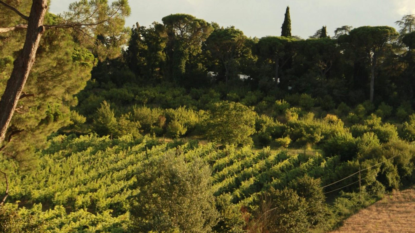 Buying a Vineyard in Tuscany – What Does It Really Cost?